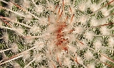 Mammillaria parkinsonii (1).jpg